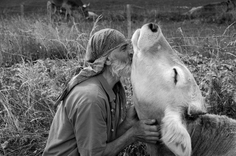 kissing cows